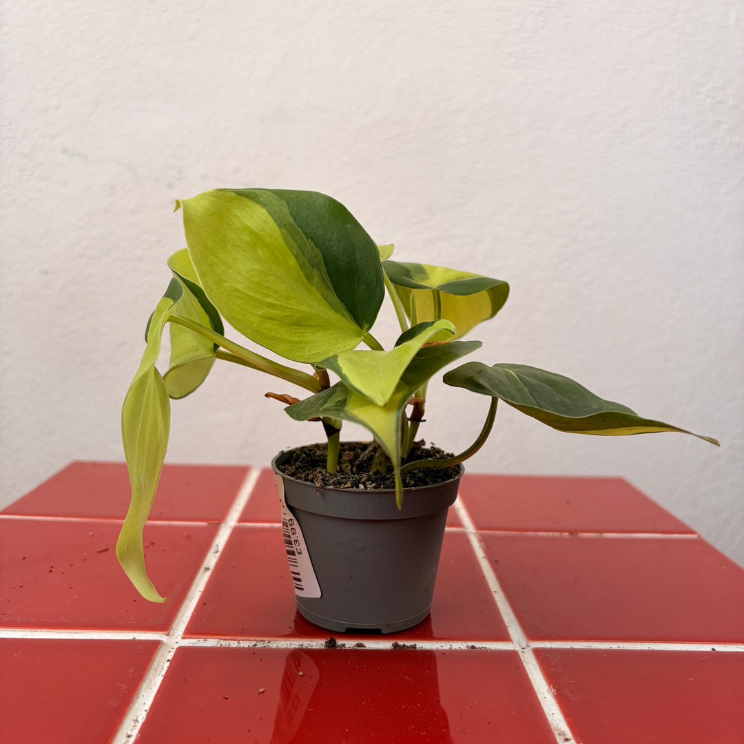 Philodendron Scandens Brasil - Heartleaf Philodendron Brasil
