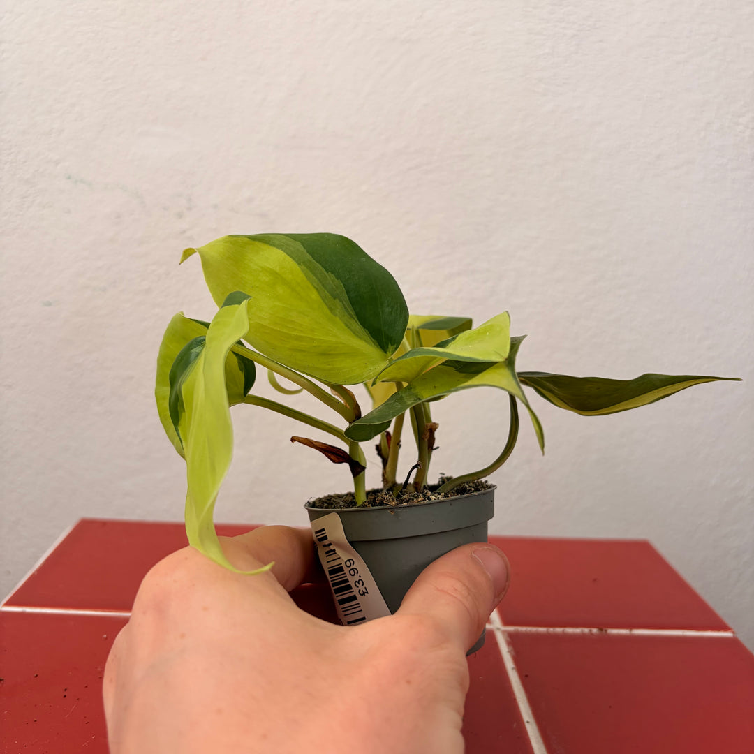 Philodendron Scandens Brasil - Heartleaf Philodendron Brasil
