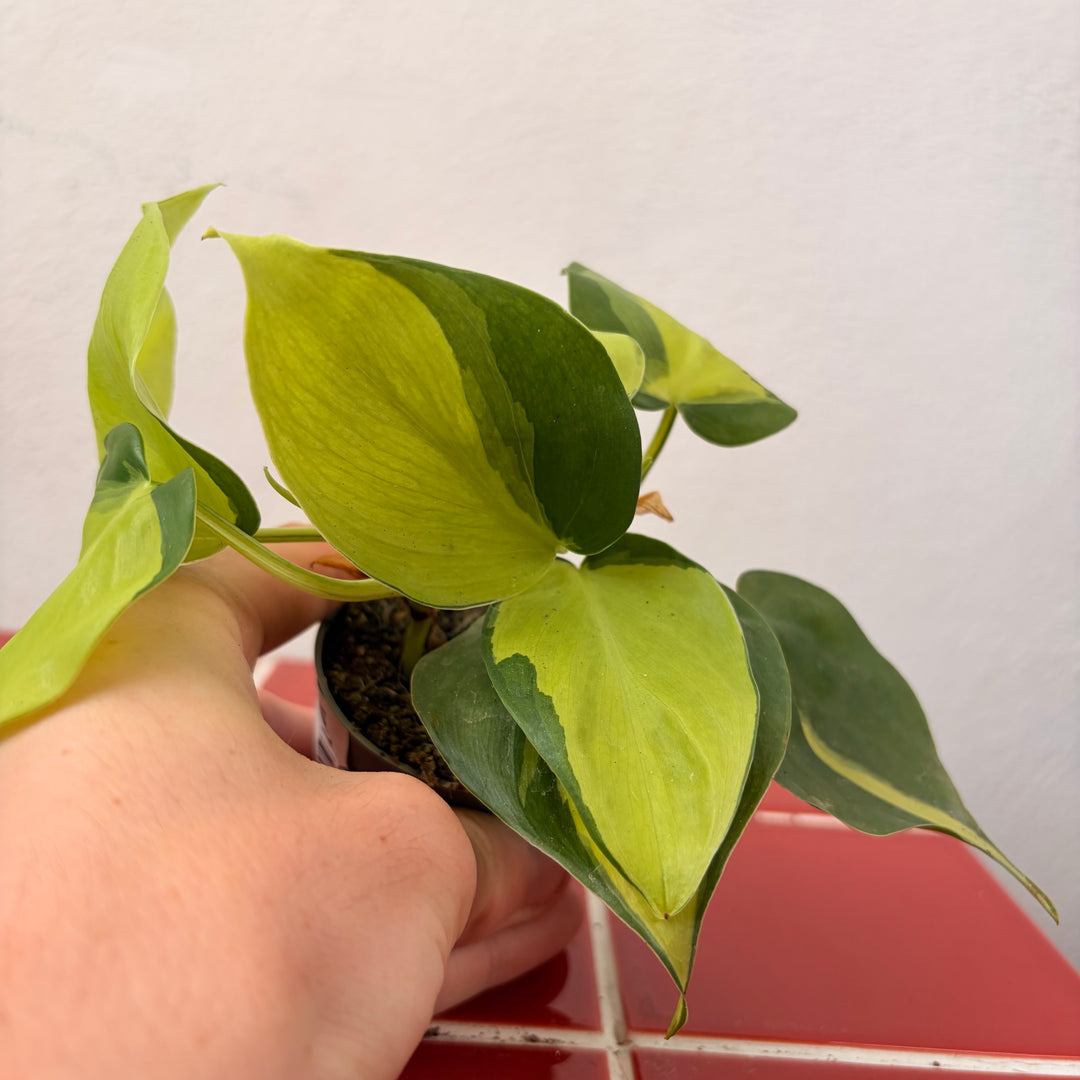 Philodendron Scandens Brasil - Heartleaf Philodendron Brasil