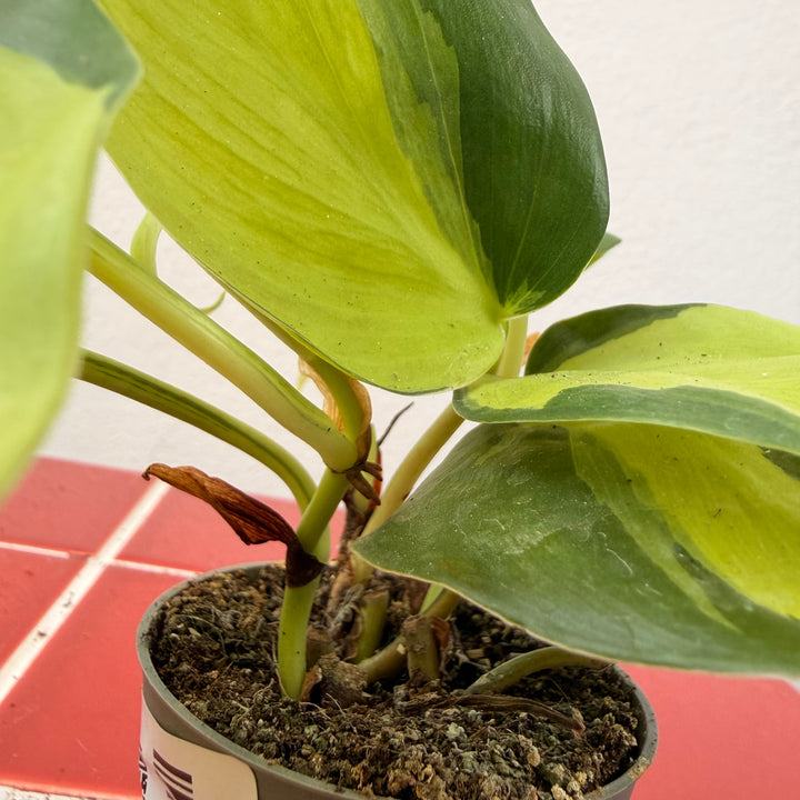 Philodendron Scandens Brasil - Heartleaf Philodendron Brasil