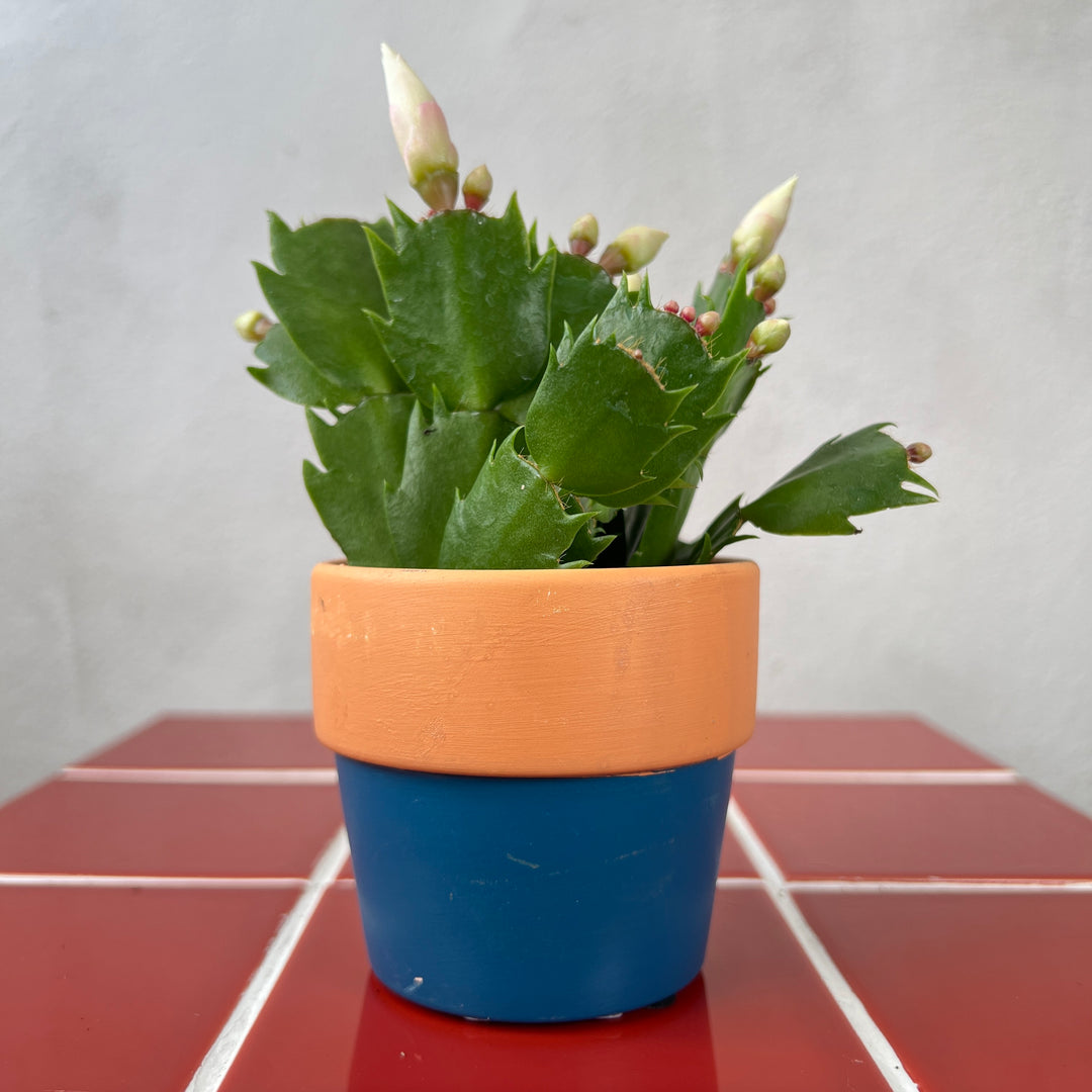 Terra two tone mini plant pot