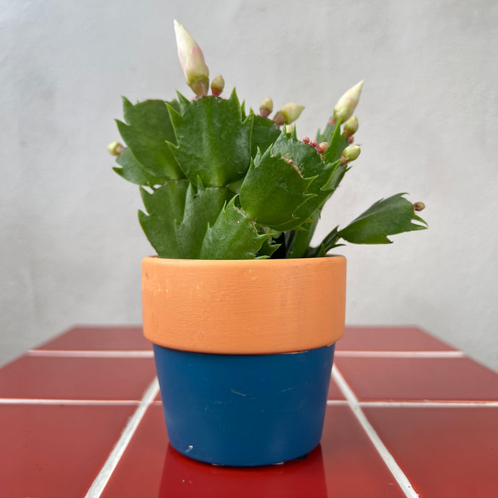 Terra two tone mini plant pot
