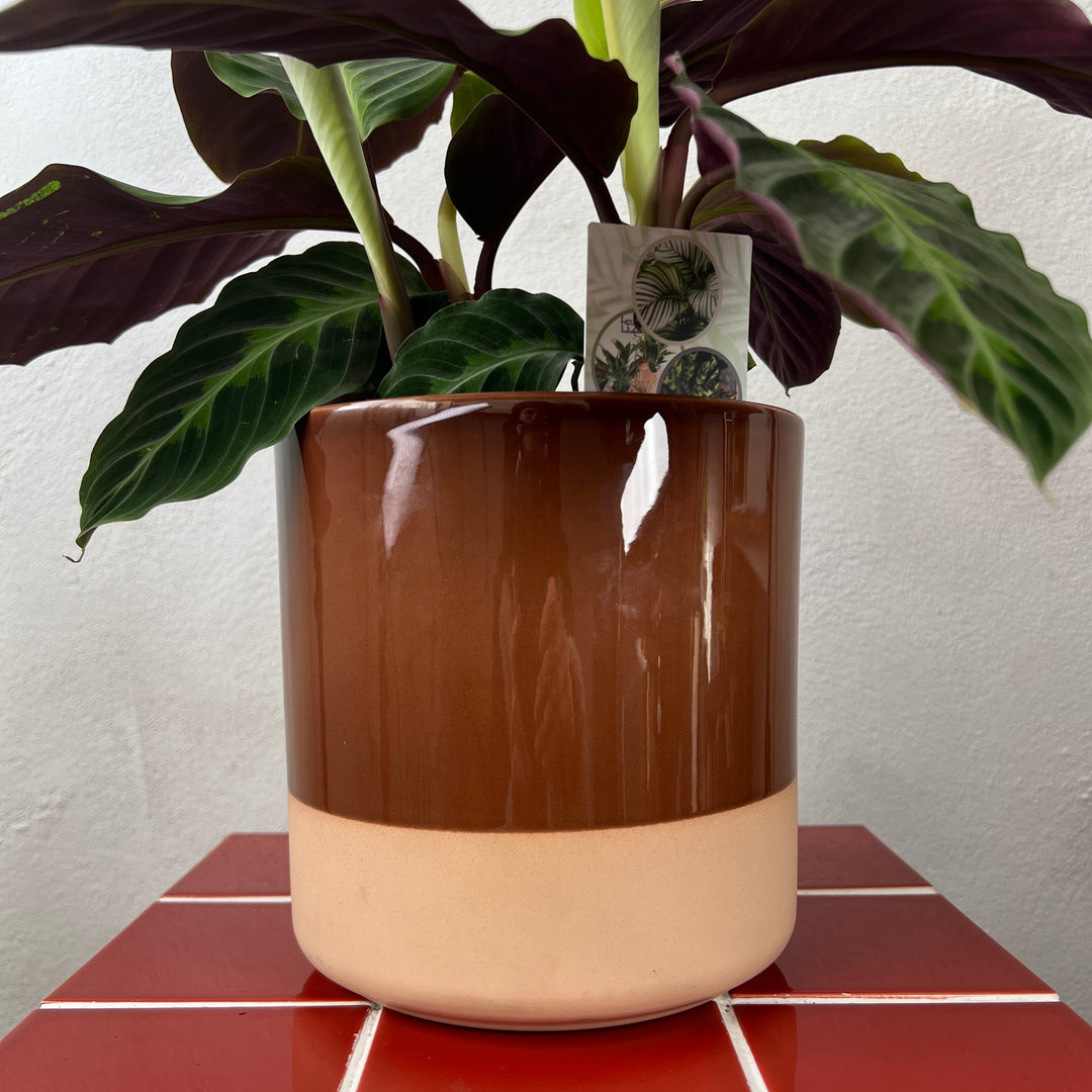 Colour Block Ceramic Pot
