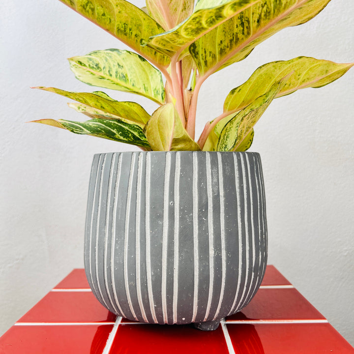 Striped Grey Footed Pot