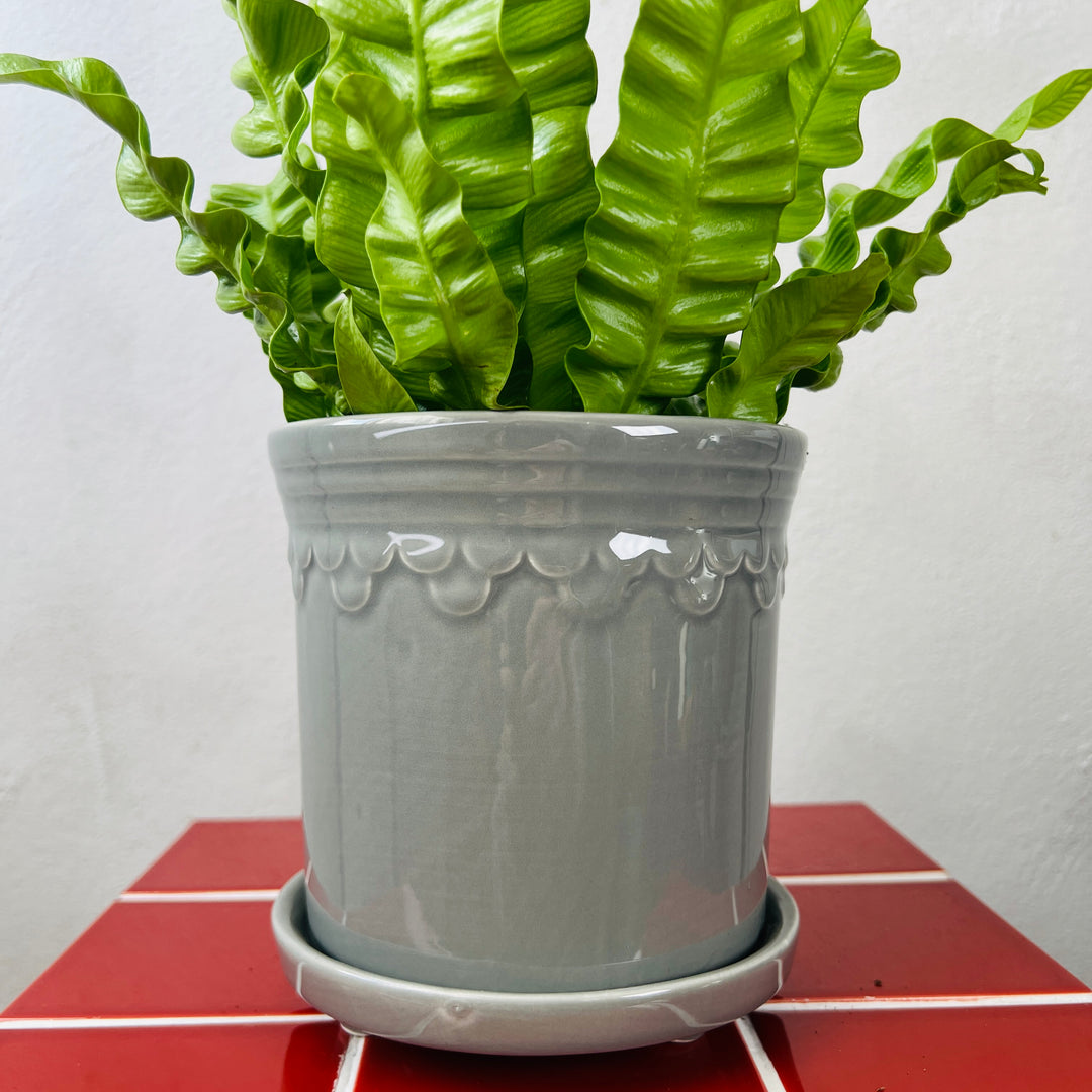Grey Scallop Pot with Saucer