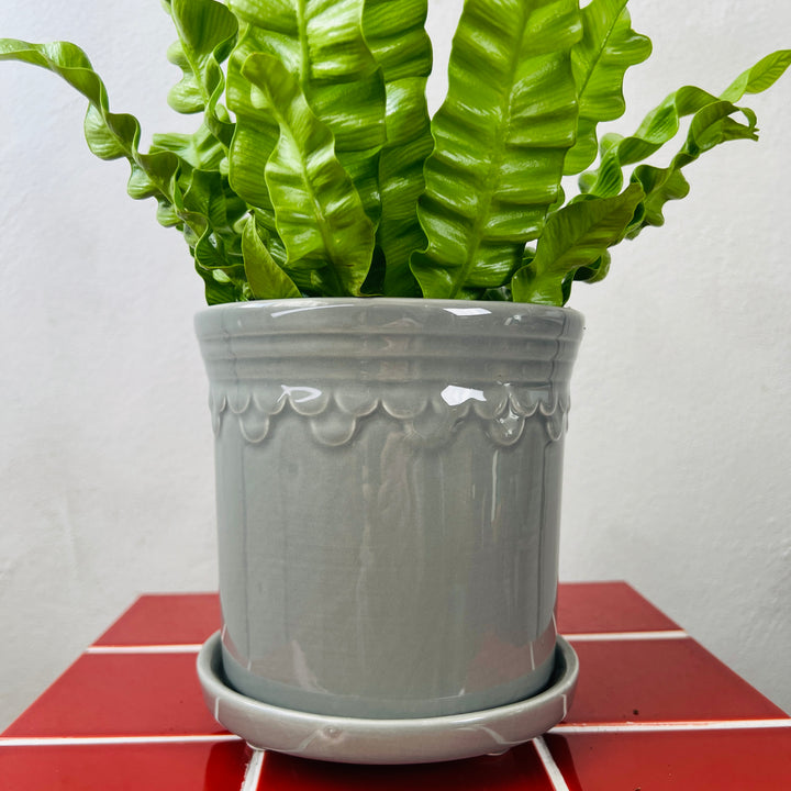 Grey Scallop Pot with Saucer