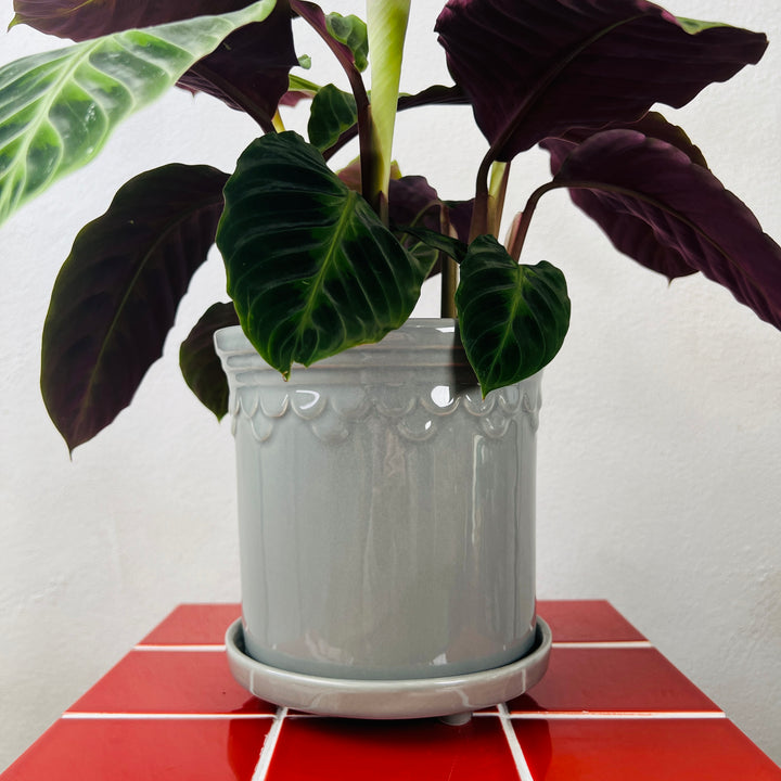 Grey Scallop Pot with Saucer