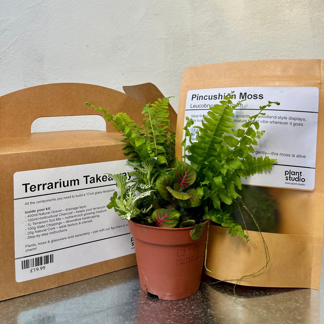 Terrarium Takeaway Kit –  DIY Complete Supplies for a 16cm Glass Terrarium