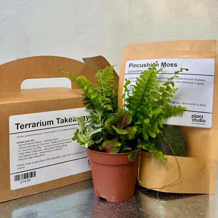 Terrarium Takeaway Kit –  DIY Complete Supplies for a 16cm Glass Terrarium