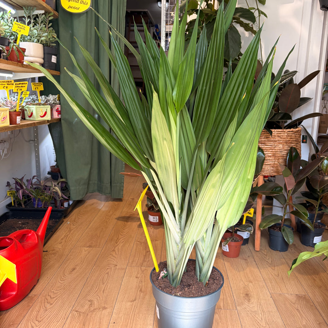Dracaena thalioides - Lance Dracaena / Togo Lily