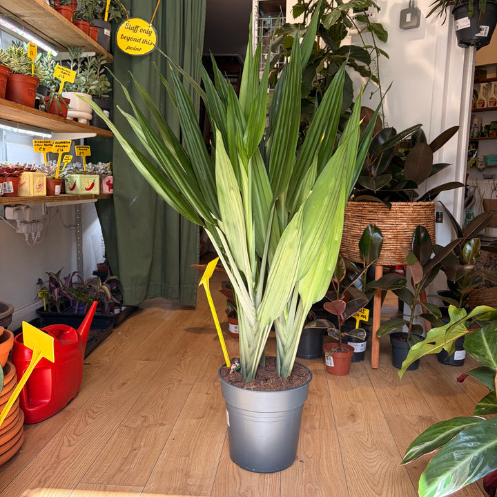 Dracaena thalioides - Lance Dracaena / Togo Lily