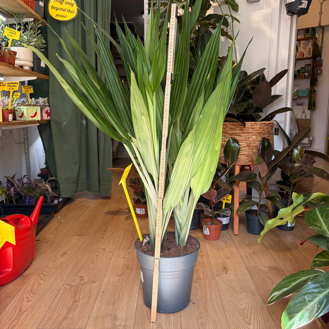 Dracaena thalioides - Lance Dracaena / Togo Lily