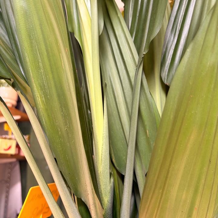 Dracaena thalioides - Lance Dracaena / Togo Lily