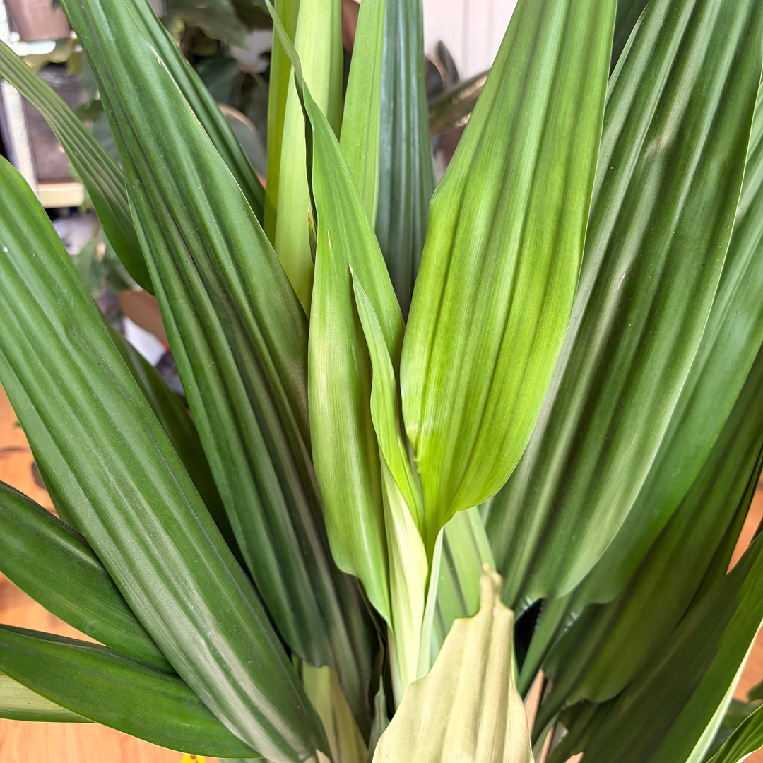 Dracaena thalioides - Lance Dracaena / Togo Lily