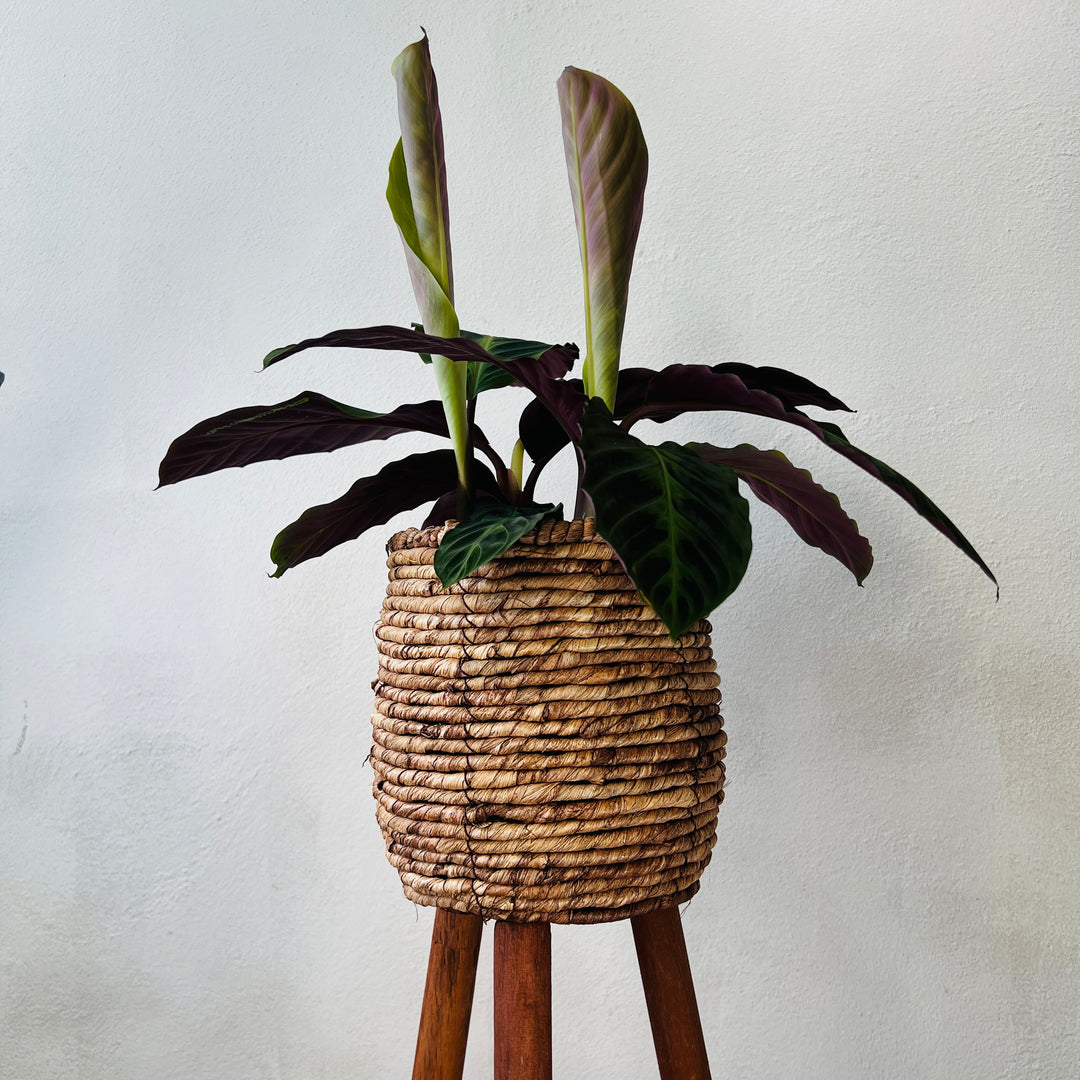 Loftier Natural Basket On Feet