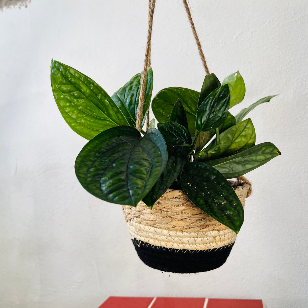 Makka Hanging Basket Black Stripes