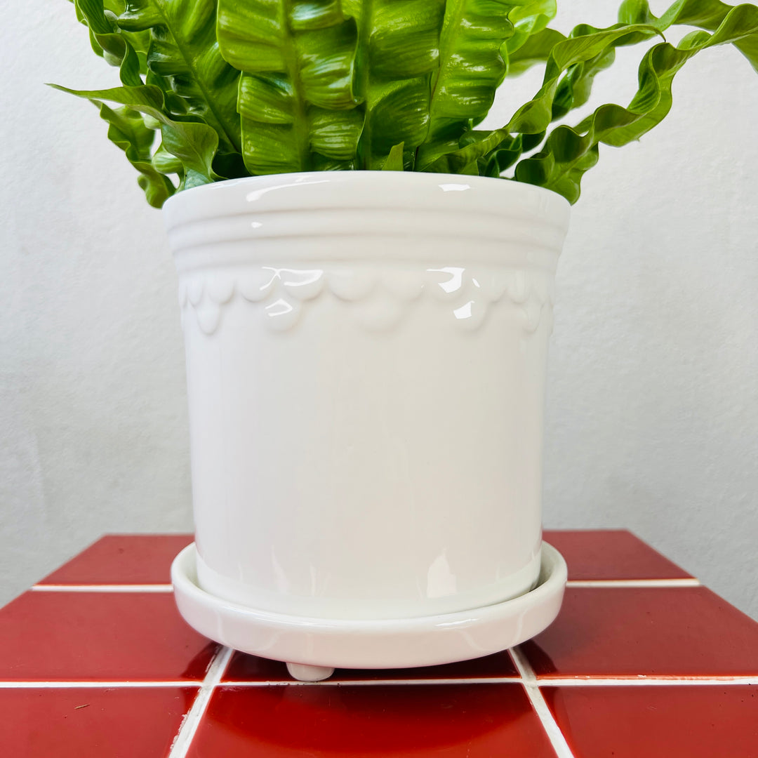 White Scallop Pot with Saucer