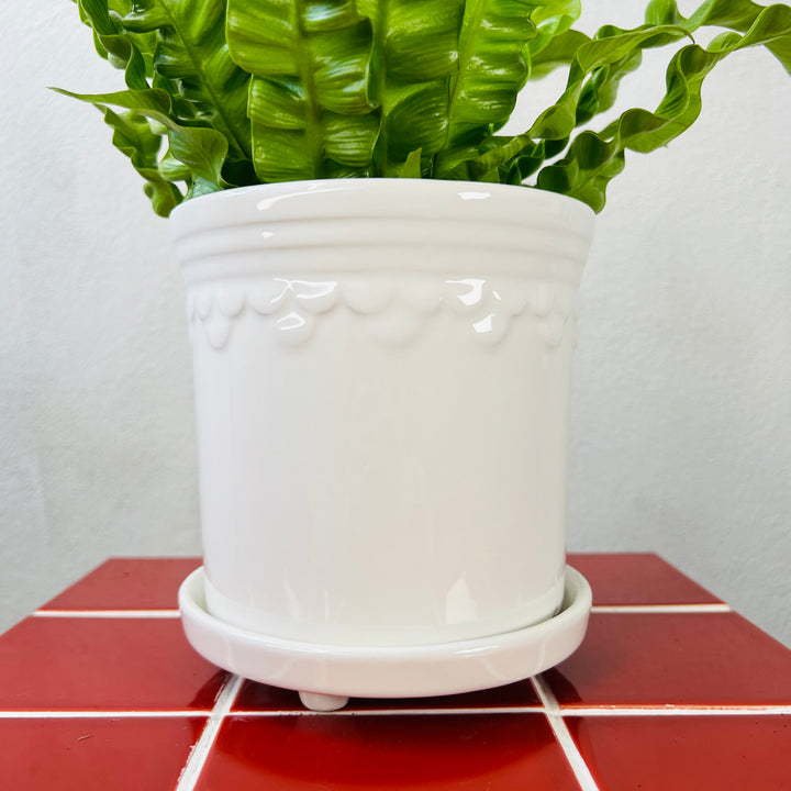 White Scallop Pot with Saucer