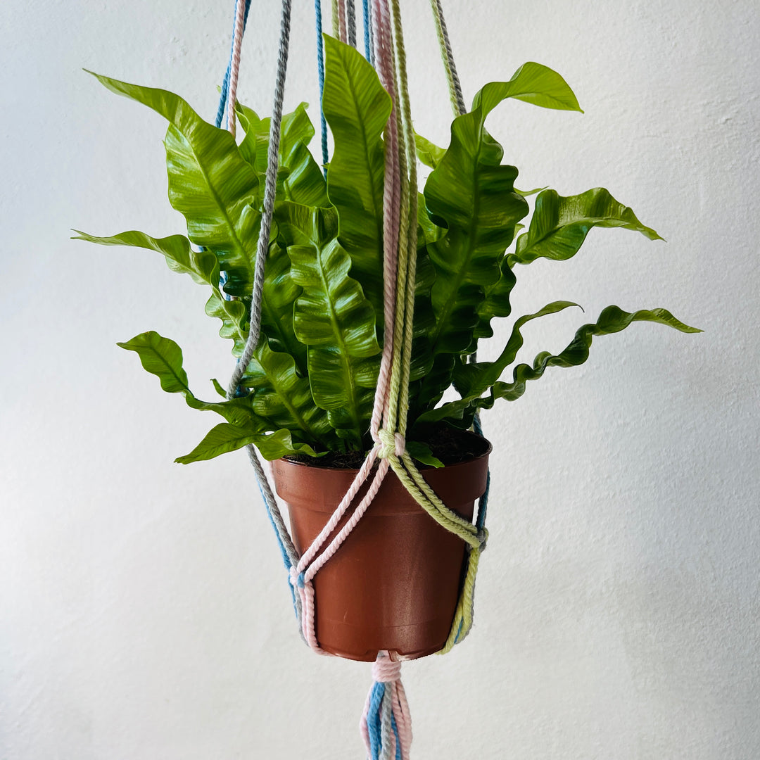 Macrame plant hangar