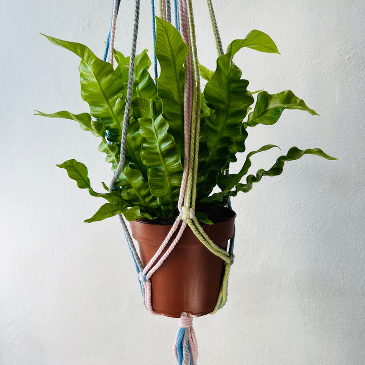 Macrame plant hangar