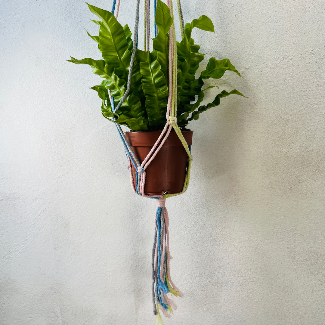 Macrame plant hangar