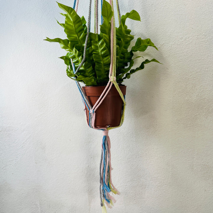 Macrame plant hangar