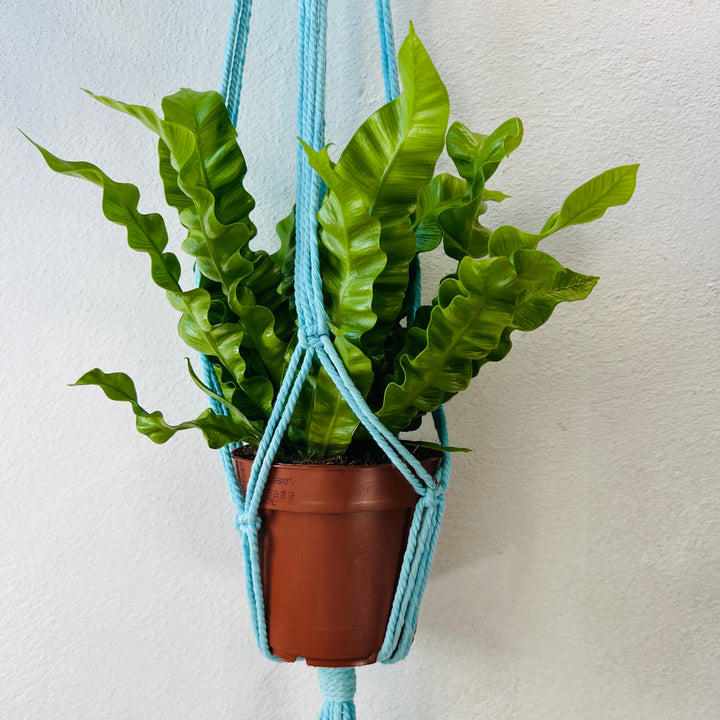 Macrame plant hangar