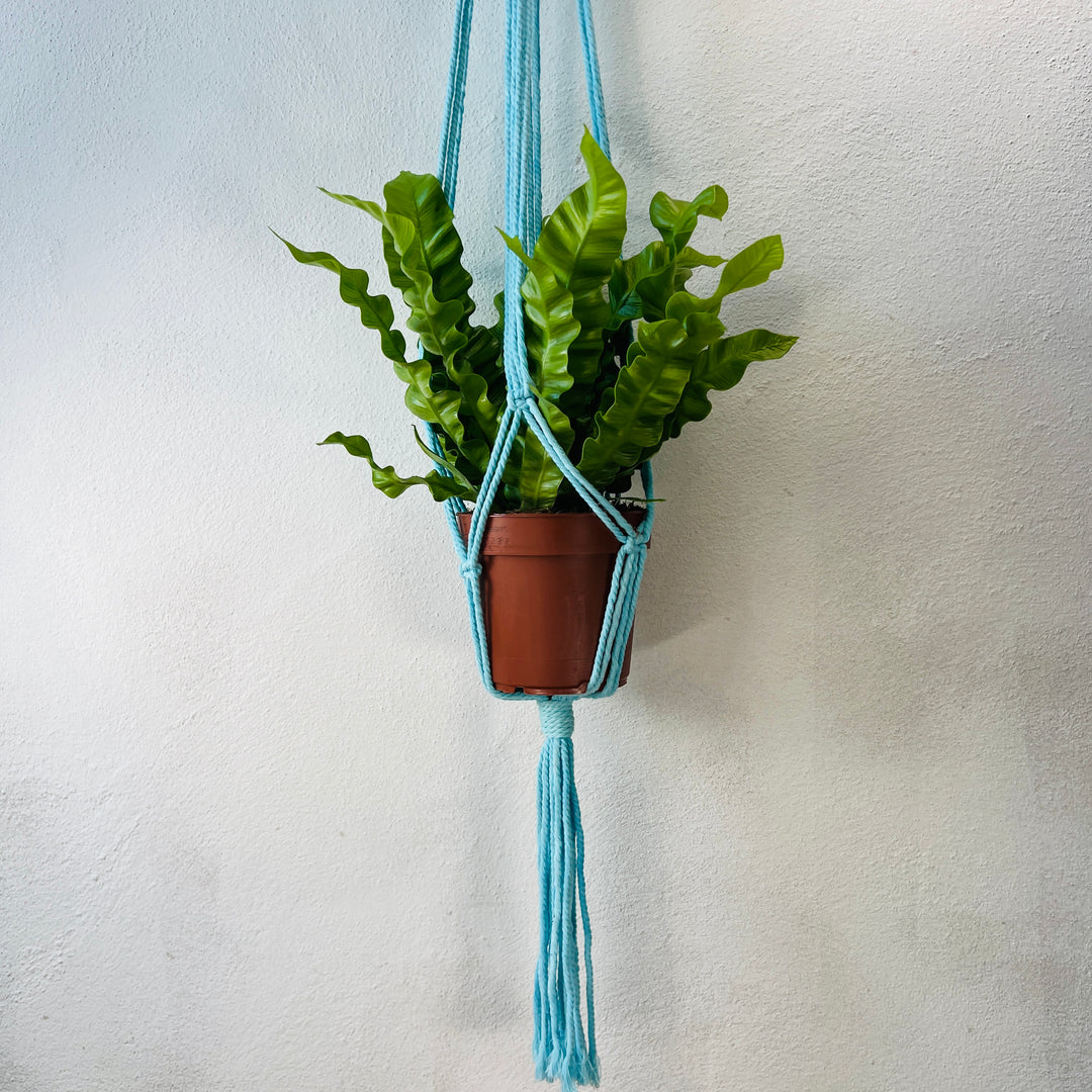 Macrame plant hangar