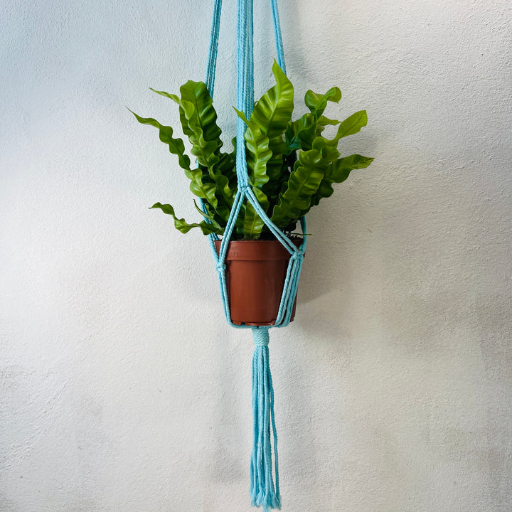 Macrame plant hangar