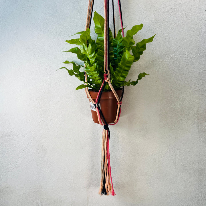 Macrame plant hangar