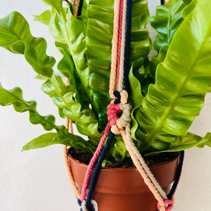 Macrame plant hangar