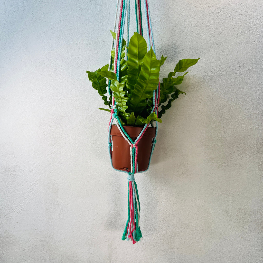 Macrame plant hangar