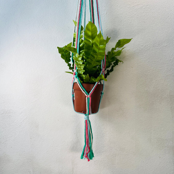 Macrame plant hangar