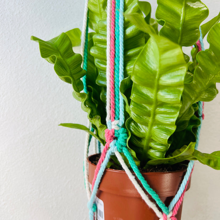 Macrame plant hangar