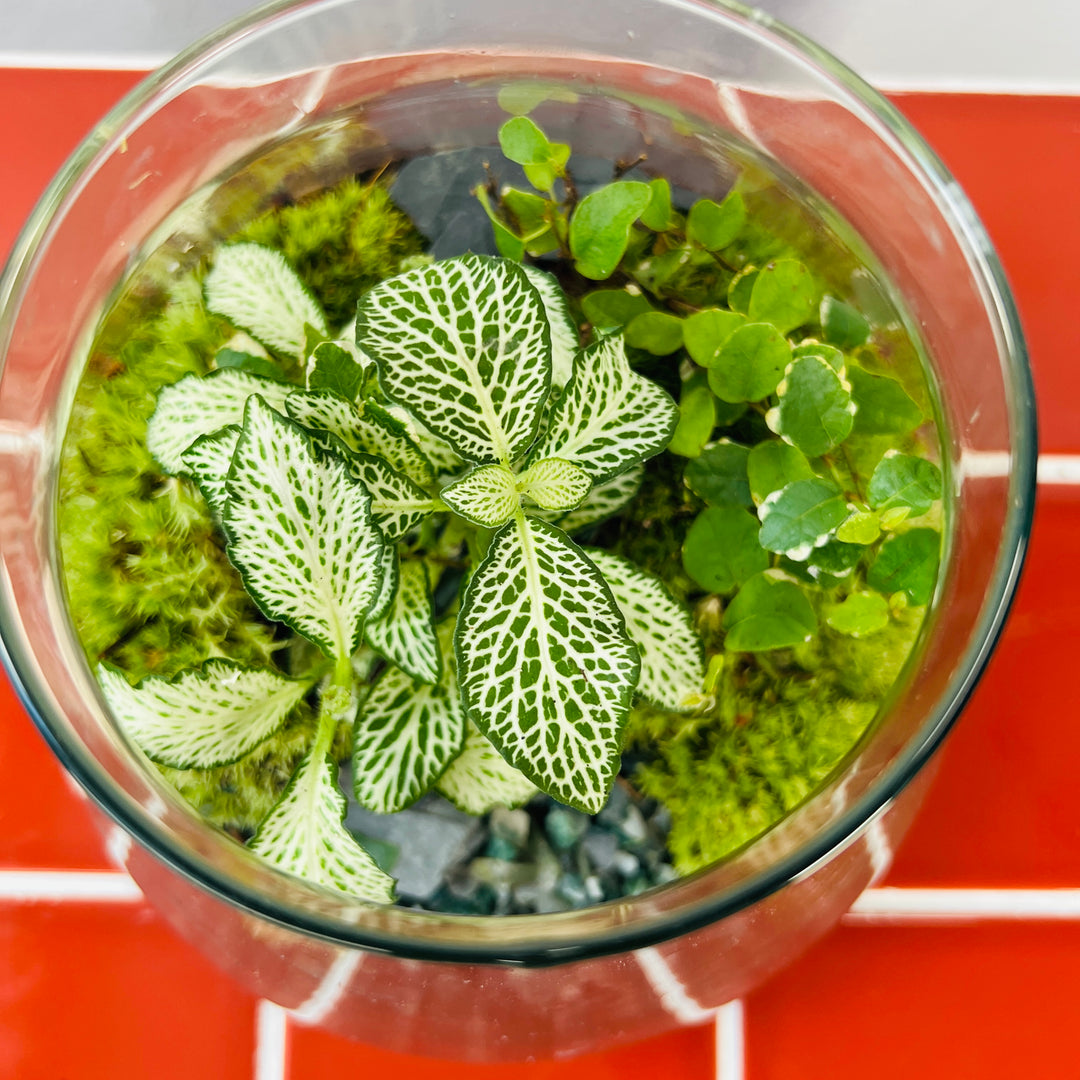 Plant.Studio 'Highlands' Terrarium
