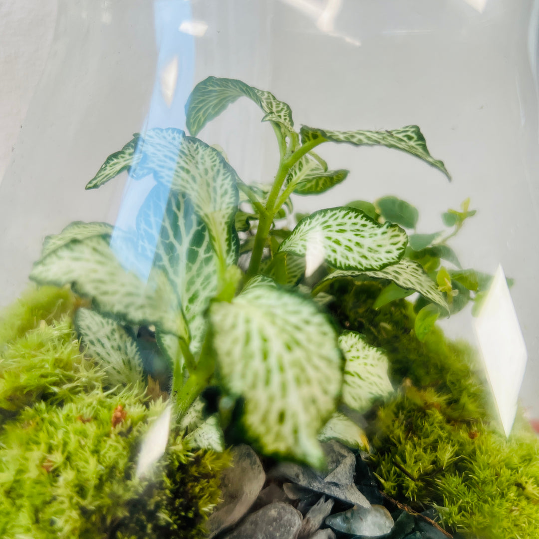 Plant.Studio 'Highlands' Terrarium