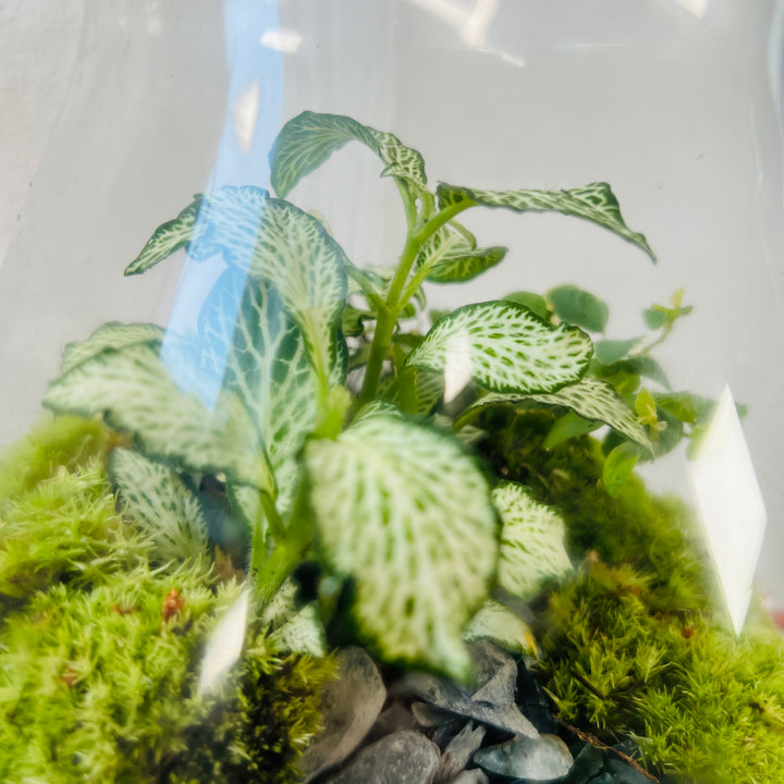Plant.Studio 'Highlands' Terrarium