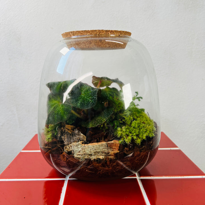 Plant.Studio 'Art Deco' Terrarium