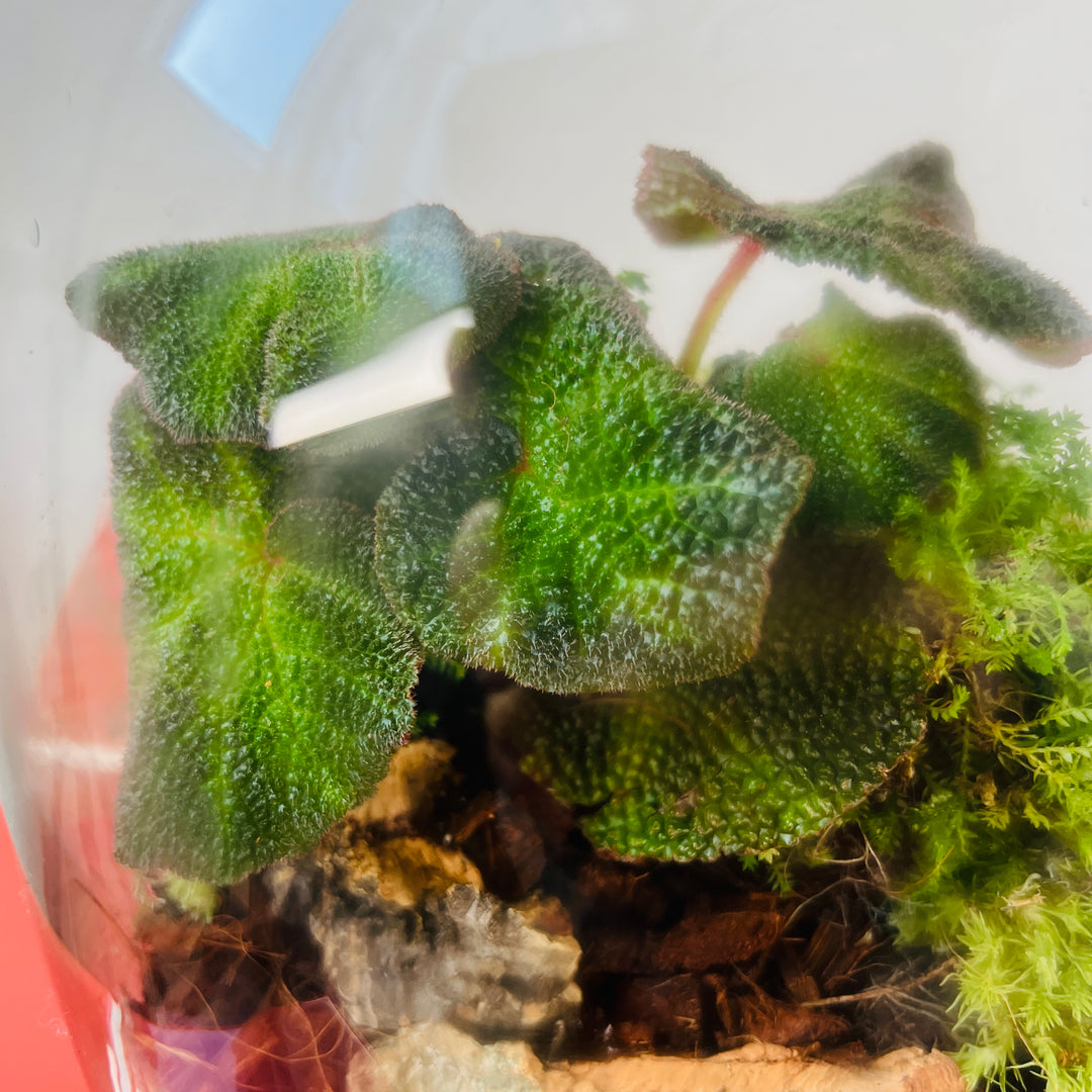 Plant.Studio 'Art Deco' Terrarium