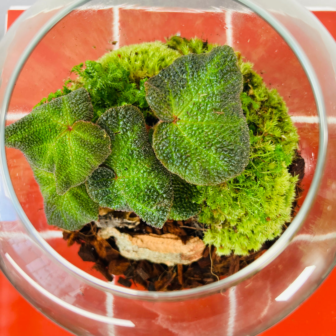 Plant.Studio 'Art Deco' Terrarium