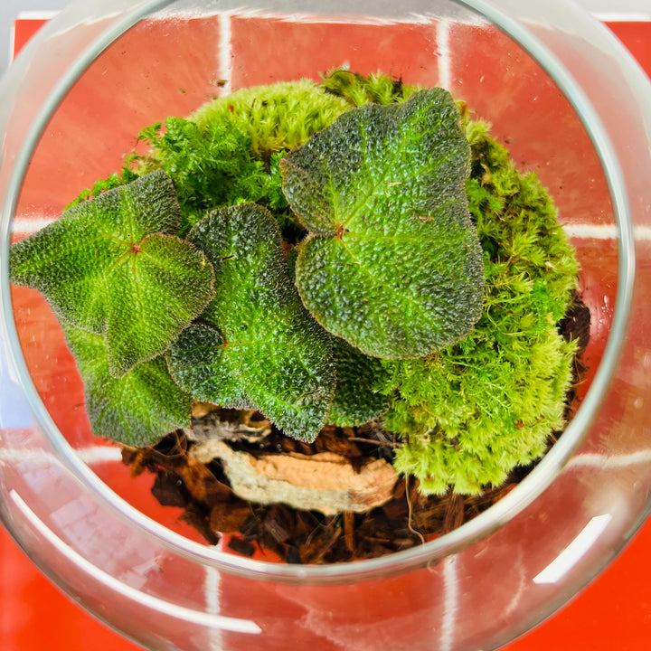 Plant.Studio 'Art Deco' Terrarium