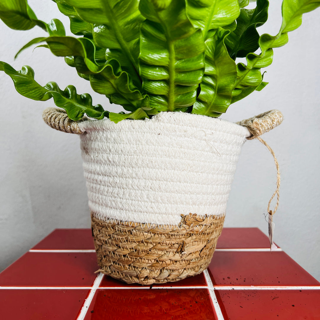 Laura white trim Basket