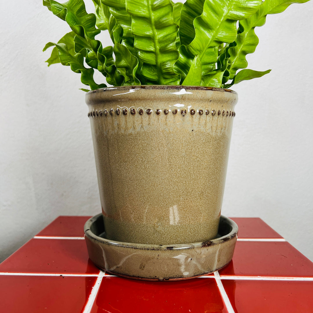 Glazed Flower Pot with Saucer