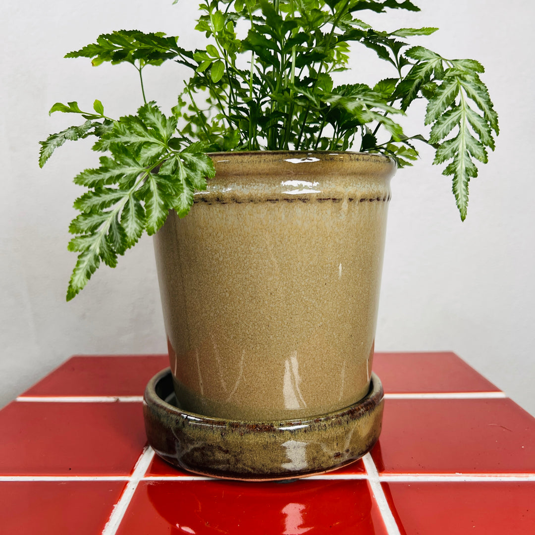 Glazed Flower Pot with Saucer
