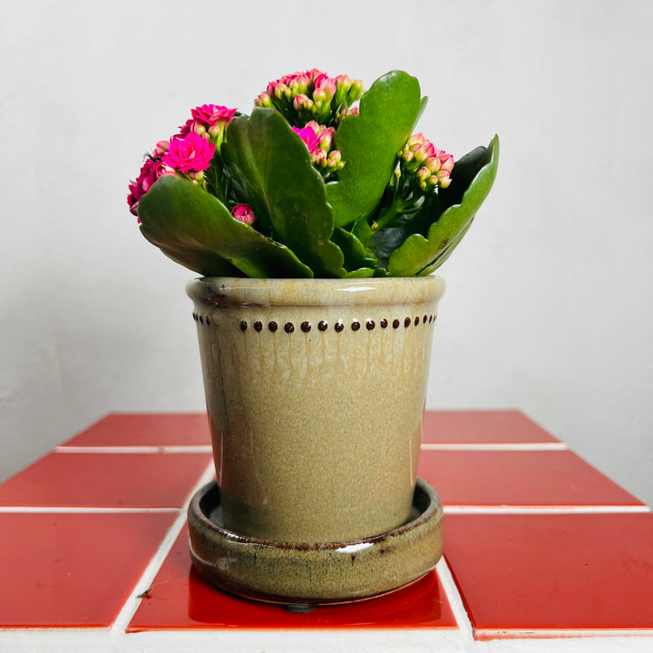 Glazed Flower Pot with Saucer