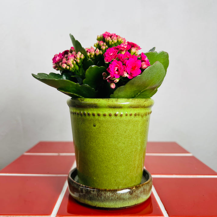 Glazed Flower Pot with Saucer