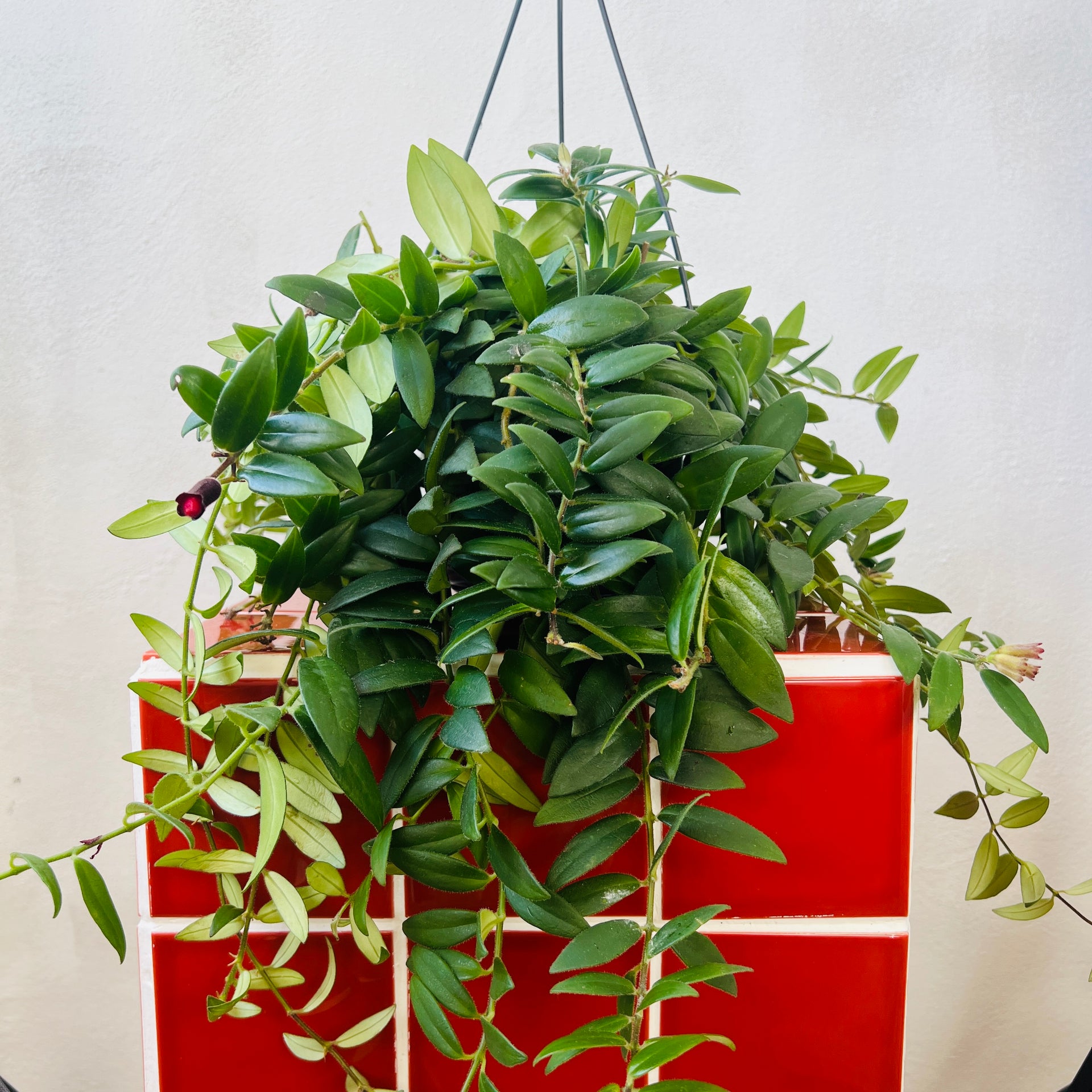 lipstick plant hanging basket Aeschynanthus 'Mona Lisa' – Lipstick Plant