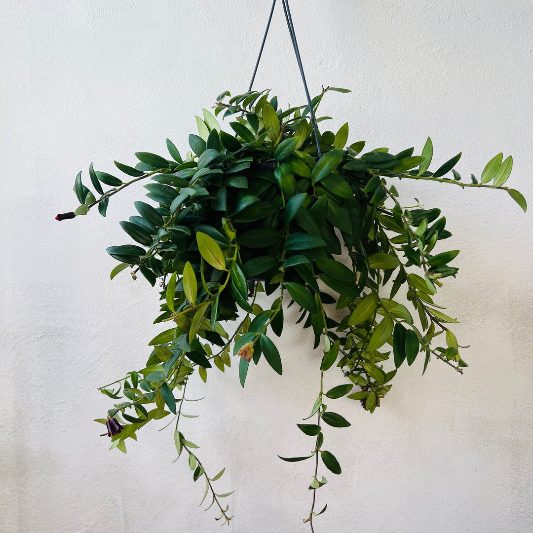 lipstick plant hanging Aeschynanthus 'Mona Lisa' – Lipstick Plant