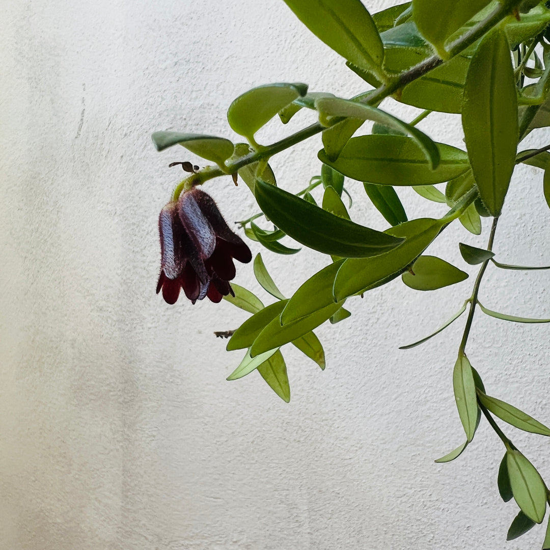 Aeschynanthus Mona Lisa - lipstick plant