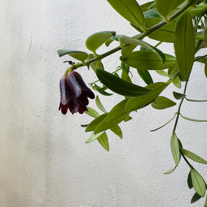 Aeschynanthus Mona Lisa - lipstick plant